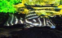 L129 Colombian Zebra Pleco gallery
