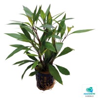 Hygrophila corymbosa „Thailand&ldq gallery