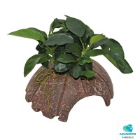 Zwergspeerblatt auf Keramik-Kokosschale  gallery