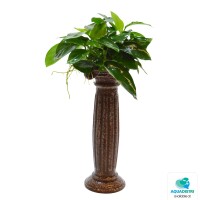 Zwergspeerblatt auf dekorativer Säu gallery