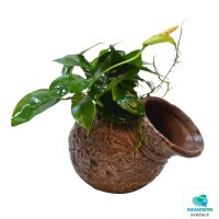 Zwergspeerblatt auf Deko „Antiker  gallery