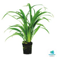 Chlorophytum bichetii – Zebragras  gallery