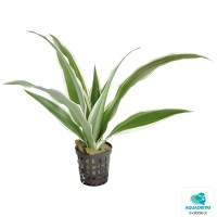 Dracaena sanderiana „Weiß&ld gallery