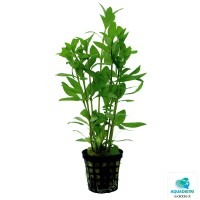 Hygrophila polysperma – Indischer  gallery