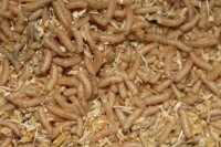 Pinky klein 500 ml gallery