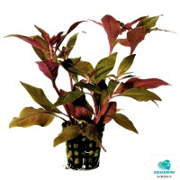 Alternanthera cardinalis, rotes Papageie gallery