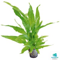 Microsorum pteropus green, Javafarn - Sc gallery