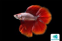 Kampffisch Halfmoon Doubletail – M gallery