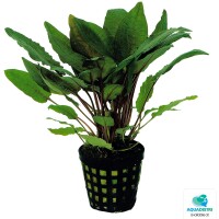 Cryptocoryne bullosa - Gehämmerter  gallery