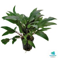Cryptocoryne Undulatus Kasselman Topf 5c gallery