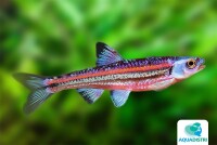 Regenbogenelritze - Notropis chrosomus gallery