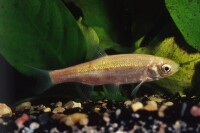 Goldorfe 15-20cm gallery