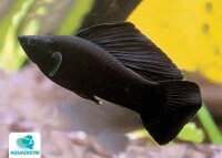 Black Molly - Poecilia sphenops gallery
