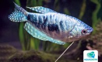 Cosby-Fadenfisch – Trichopodus tri gallery