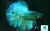 Betta splendens Male LF Green – La gallery