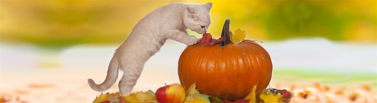 N&D Pumpkin Katze