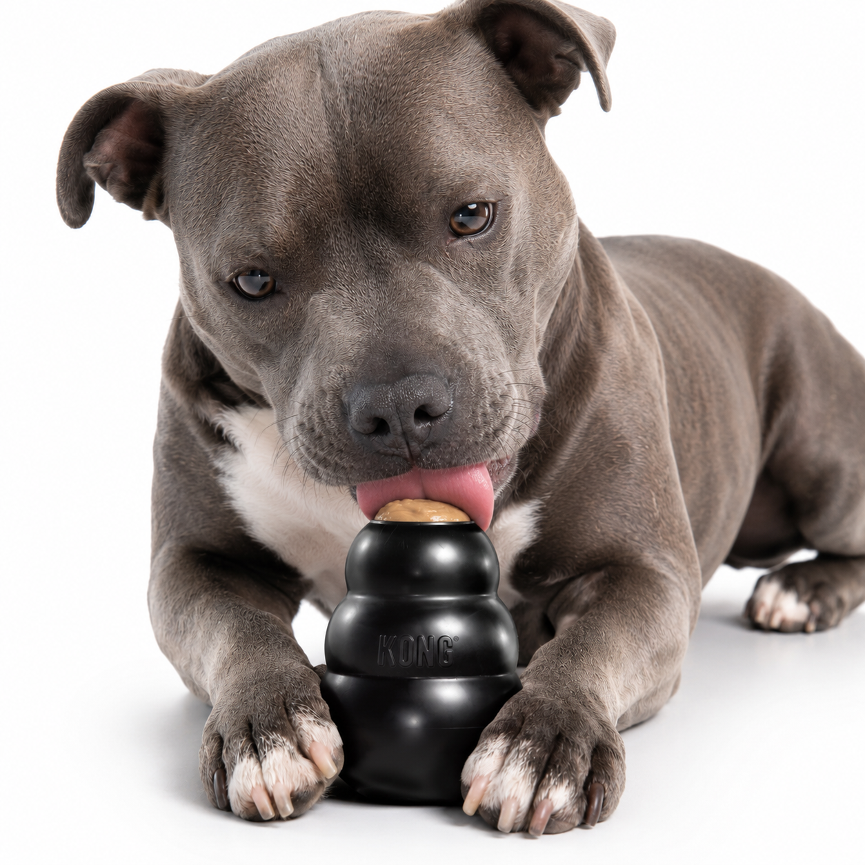 KONG Extreme Hundespielzeug schwarz mit Füllpaste für Hunde