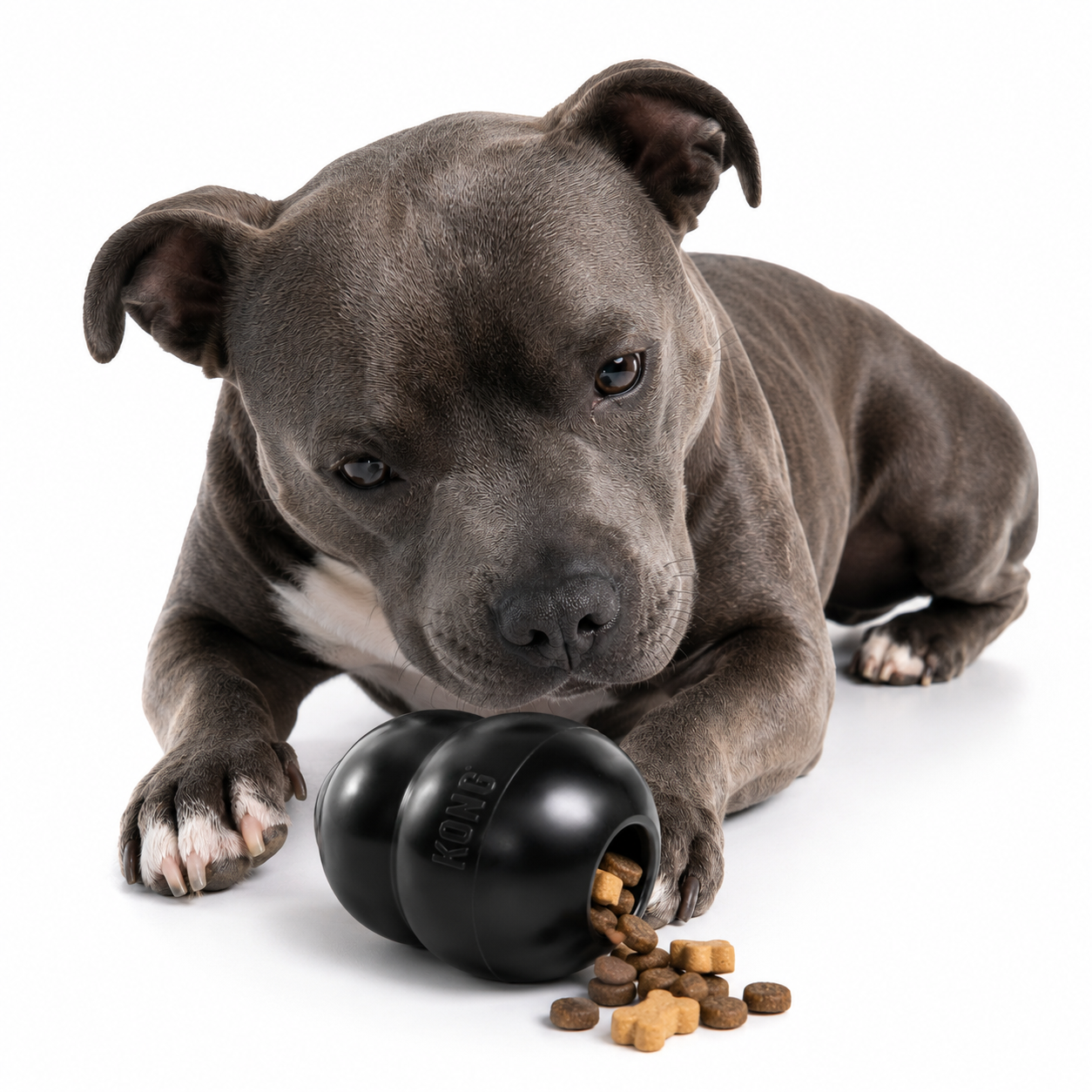 KONG Extreme Hundespielzeug schwarz mit Leckerlis und kräftigem Hund