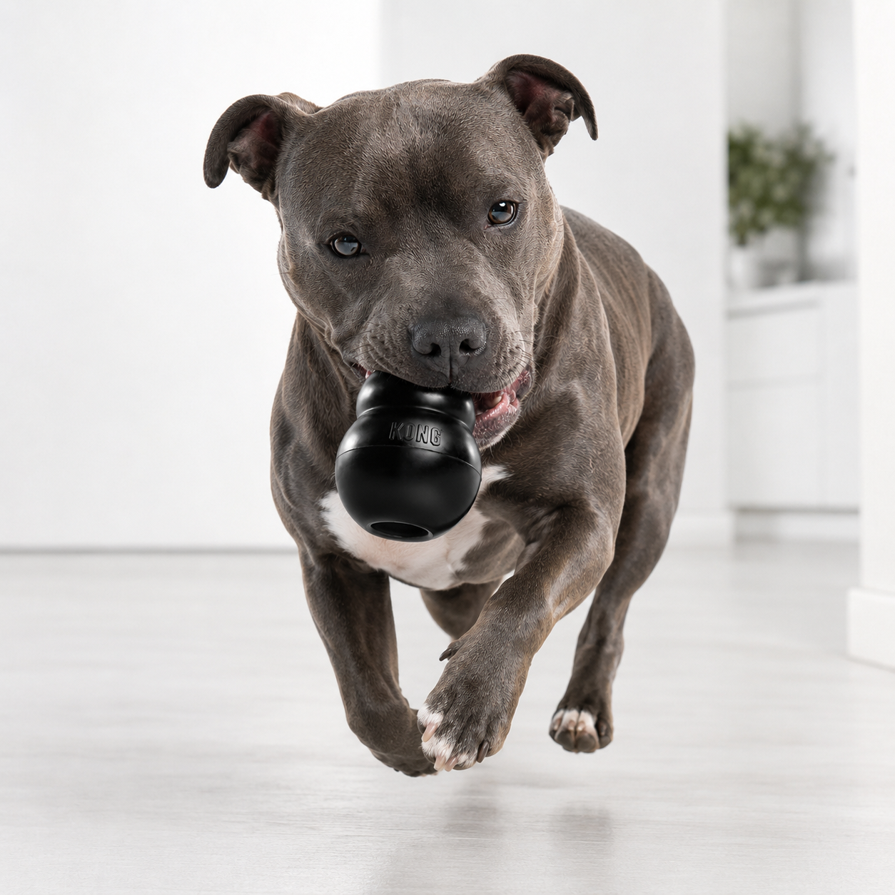 KONG Extreme Hundespielzeug schwarz zum Apportieren mit kräftigem Hund