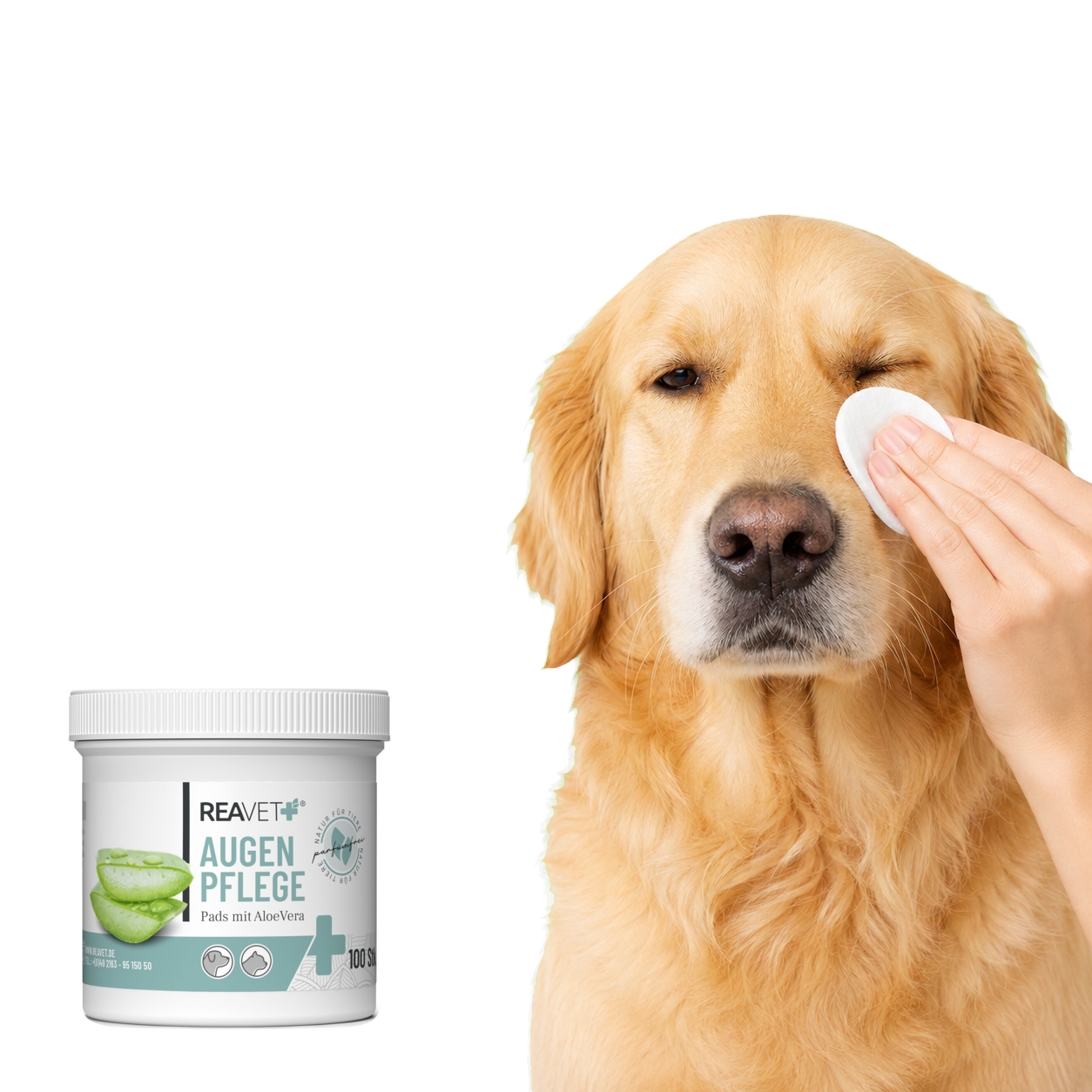 Anwendung eines REAVET Augenpflege-Pads beim Hund